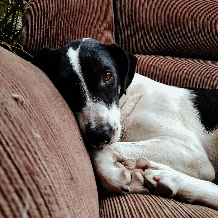 Insegna al tuo cane a non mordere le scarpe: una guida per i proprietari di cani