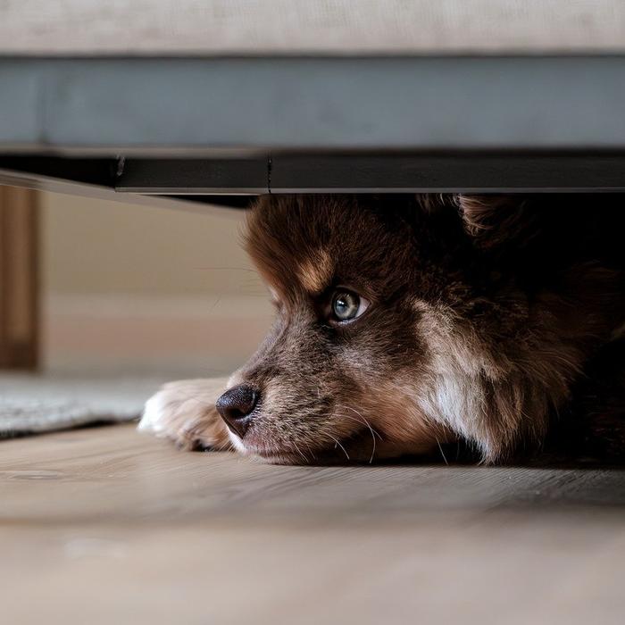 Insegna al tuo cane a non mordicchiare i mobili: consigli per una convivenza serena