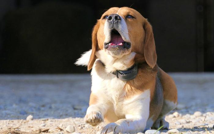 Insegna al tuo cane a non rincorrere gli uccelli: una guida per i proprietari di cani