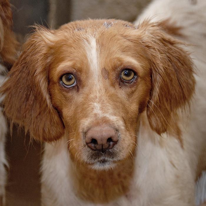 Insegna al tuo cane a non rubare il cibo dal piatto: una guida per i pasti tranquilli