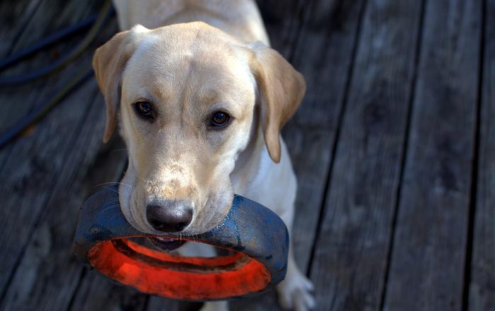 Insegna al tuo cane a non rubare il cibo dal tavolo: consigli per una convivenza serena