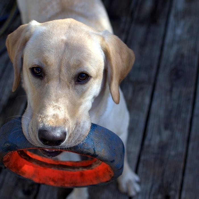 Insegna al tuo cane a non rubare il cibo dal tavolo: consigli per una convivenza serena