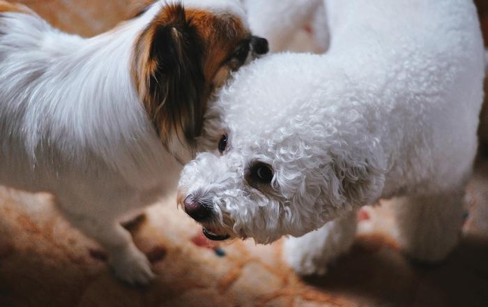 Insegna al tuo cane a non saltare sul divano: una guida per i proprietari di cani