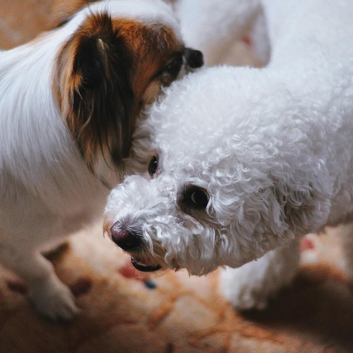 Insegna al tuo cane a non saltare sul divano: una guida per i proprietari di cani