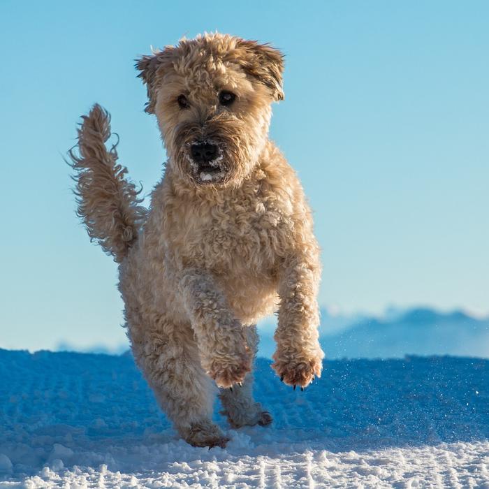 Insegna al tuo cane a non saltare sulle persone: consigli per un comportamento migliore