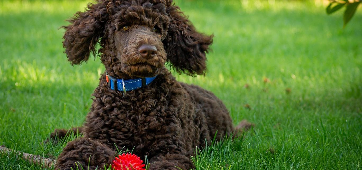 Insegna al tuo cane a non scavare nel giardino: consigli per proteggere le tue piante