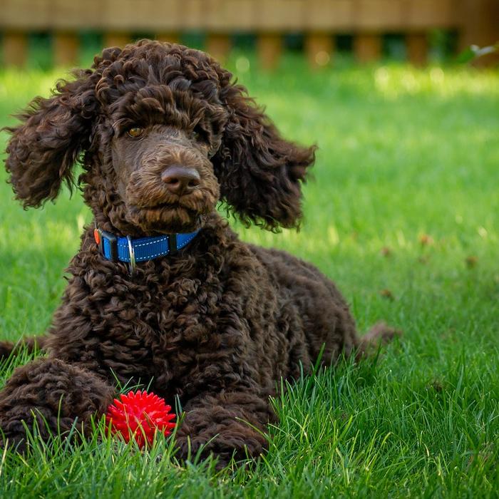 Insegna al tuo cane a non scavare nel giardino: consigli per proteggere le tue piante