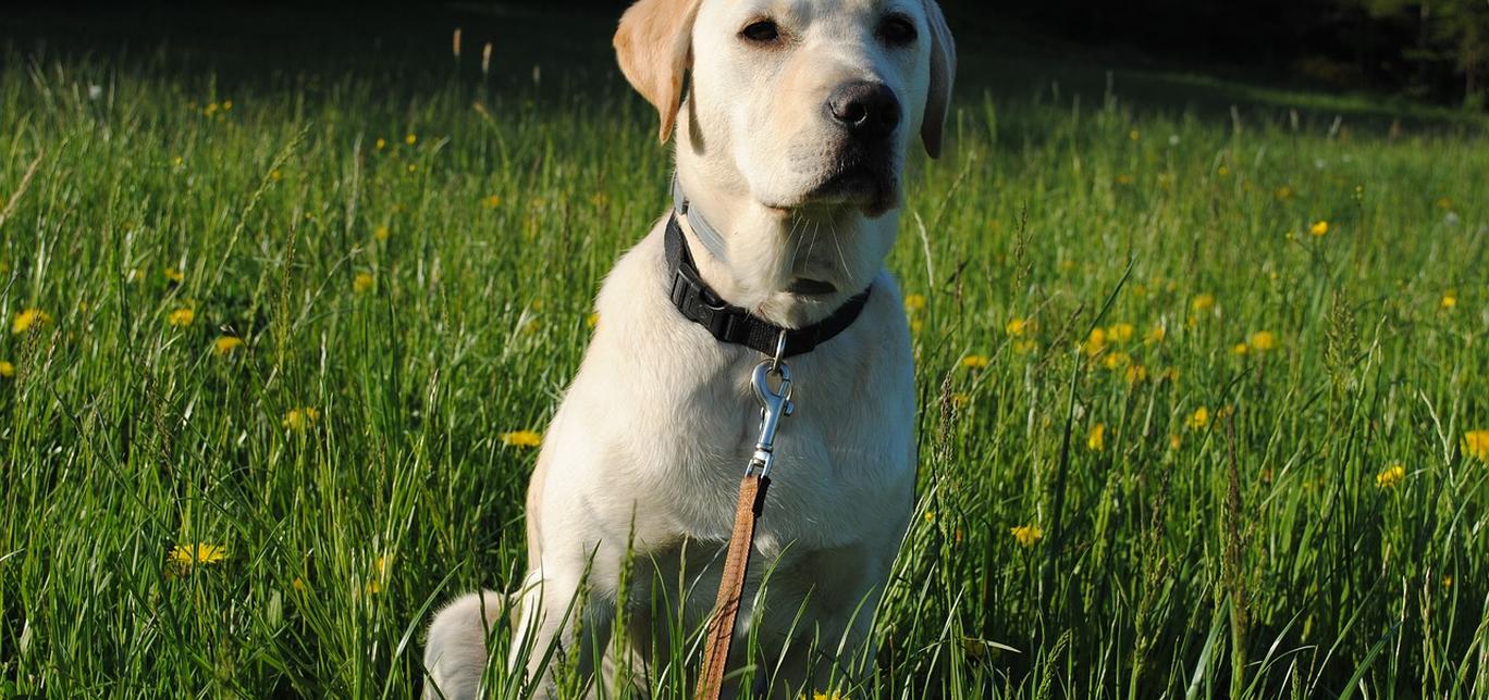 Insegna al tuo cane a non scavare nel giardino: consigli per un giardino più bello