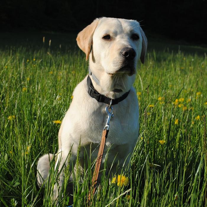 Insegna al tuo cane a non scavare nel giardino: consigli per un giardino più bello