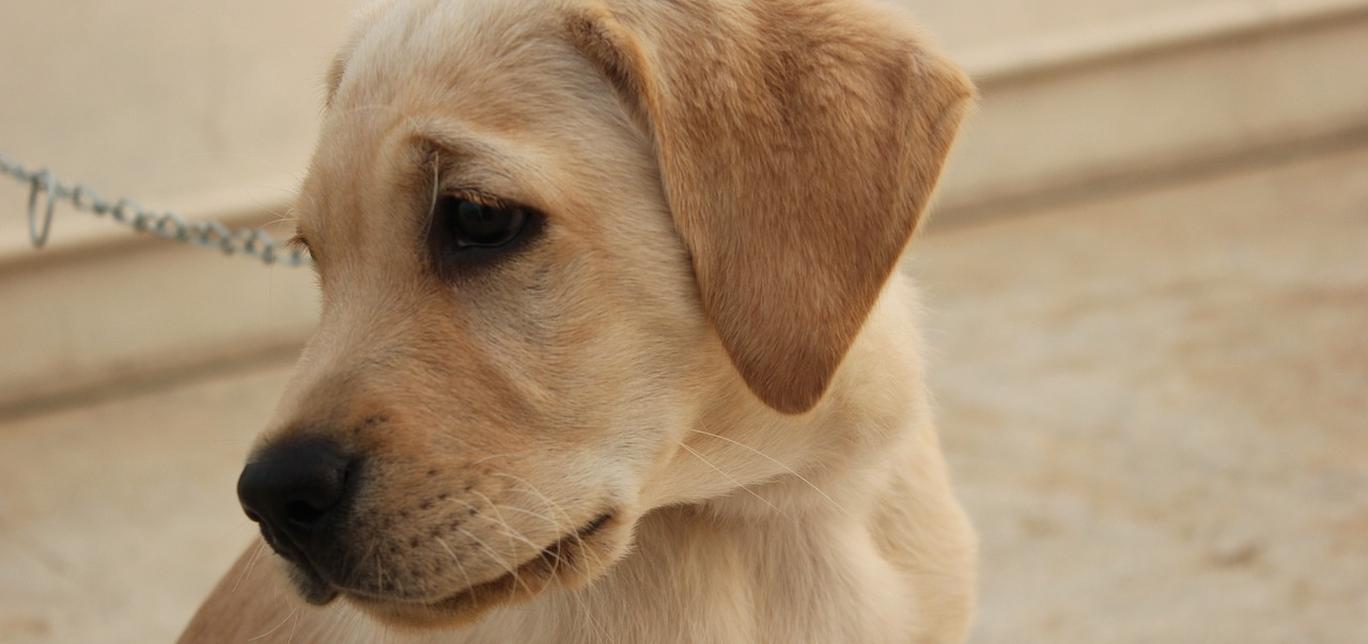 Insegna al tuo cane a rispettare l’acquario: consigli per una convivenza pacifica con i pesci