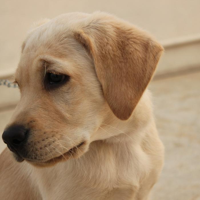 Insegna al tuo cane a rispettare l’acquario: consigli per una convivenza pacifica con i pesci