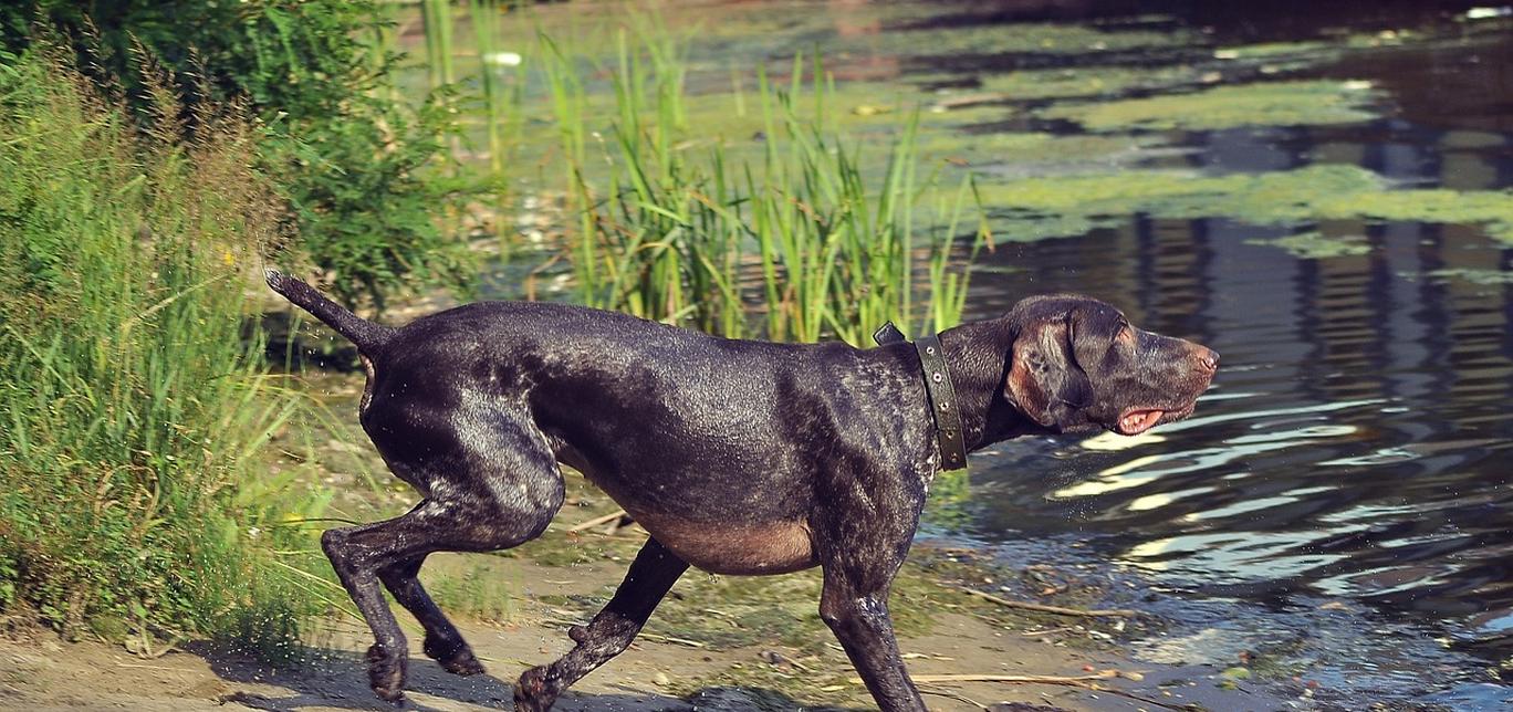 Insegnare al tuo cane a nuotare in 4 passi semplici