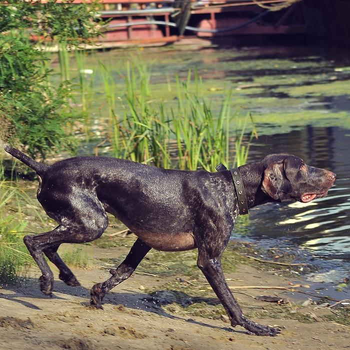 Insegnare al tuo cane a nuotare in 4 passi semplici