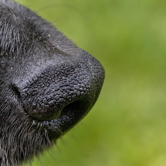 Perché i cani saltano su di noi e come gestirlo con dolcezza