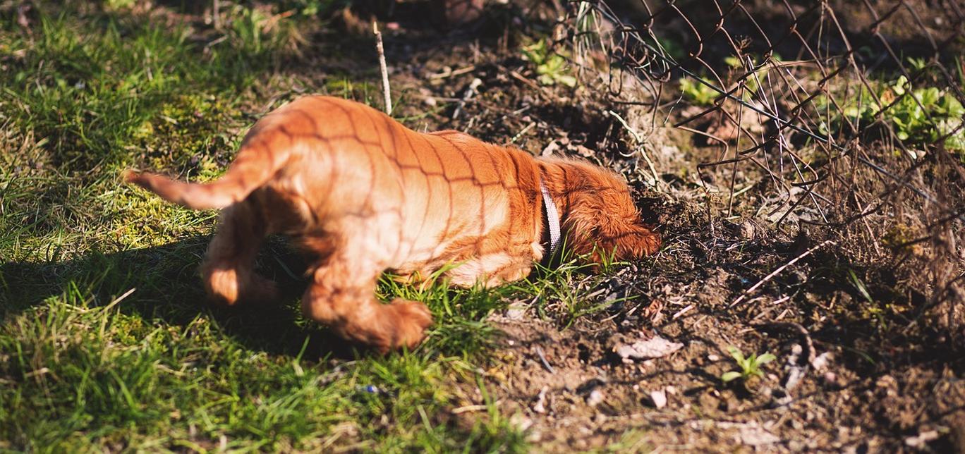 Perché i cani scavano e come gestirlo senza danneggiare il giardino