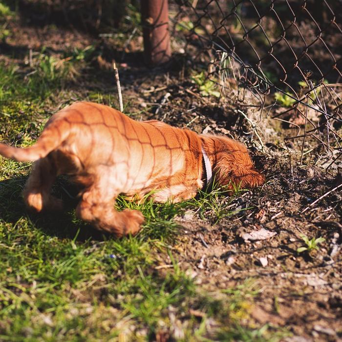 Perché i cani scavano e come gestirlo senza danneggiare il giardino