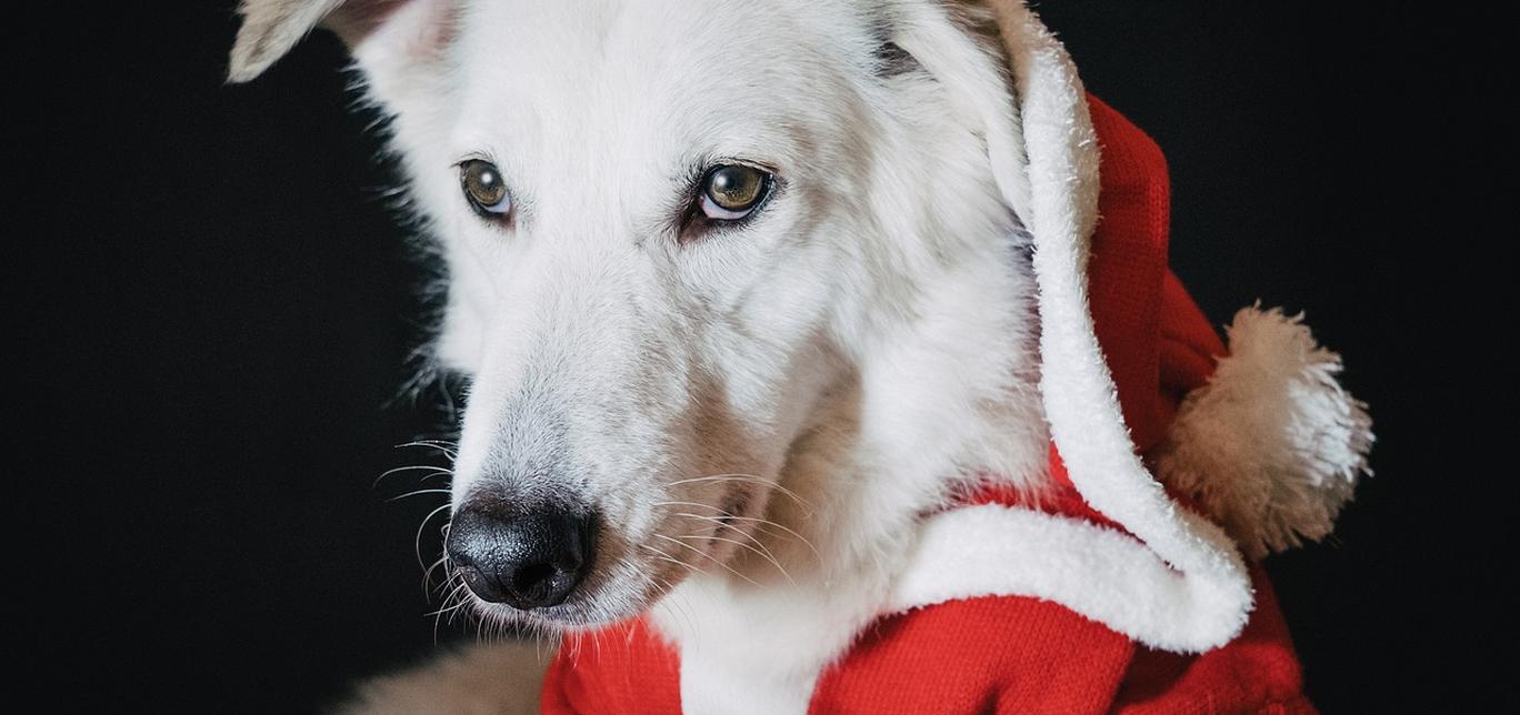 Presenta un nuovo gatto al tuo cane: consigli per un incontro sereno