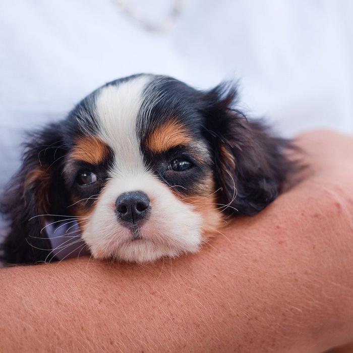 Presenta un nuovo membro della famiglia al tuo cane: consigli per un incontro sereno