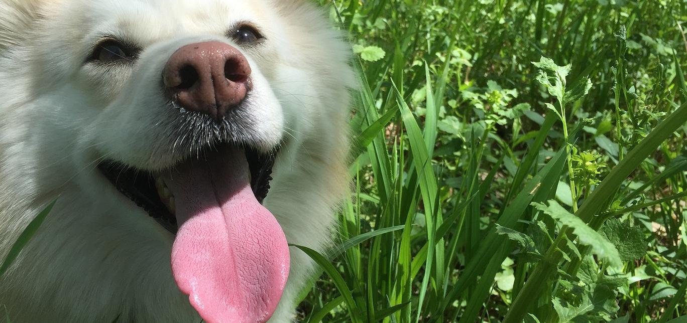 Presenta un nuovo roditore al tuo cane: consigli per un incontro sereno