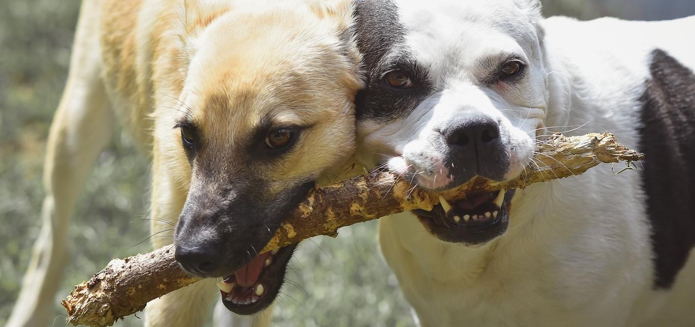 Scegli un buon addestratore per il tuo cane: consigli per fare la scelta giusta