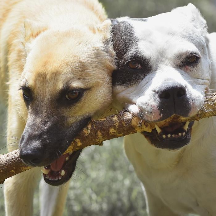 Scegli un buon addestratore per il tuo cane: consigli per fare la scelta giusta