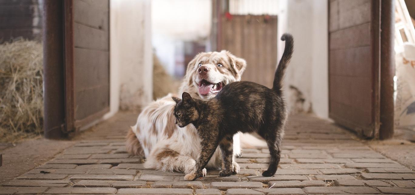 Sette consigli d’oro per una convivenza armoniosa tra cani e gatti