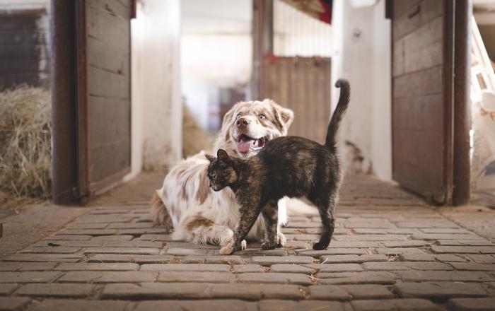 Sette consigli d’oro per una convivenza armoniosa tra cani e gatti
