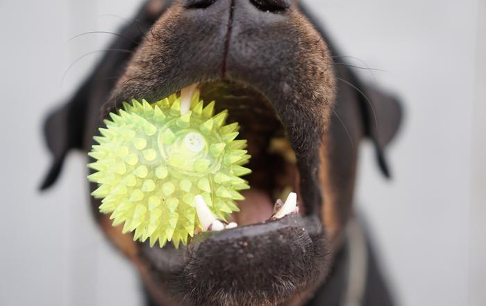 Stimola mente e corpo del tuo cane con il gioco della palla