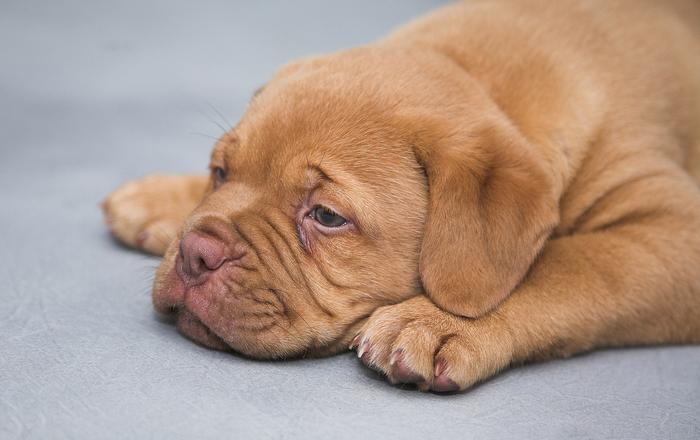 Cosa causa i gas nei cani?
