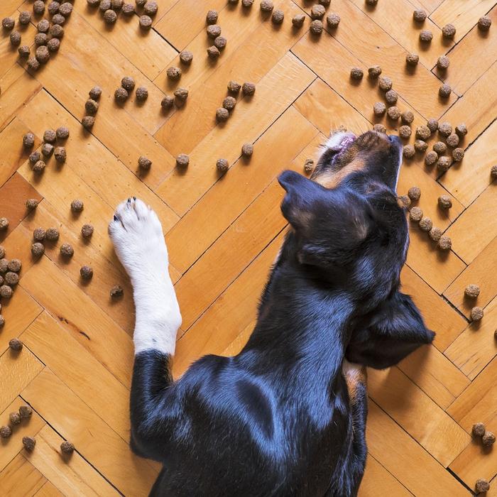 Crocchette per Cani: Guida alla Scelta