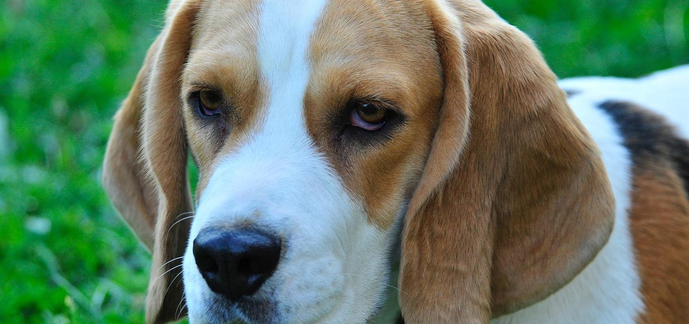 Dieci ricette di snack golosi e salutari per il tuo cane