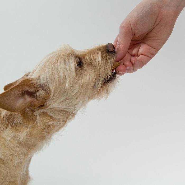 Nutrizione canina: frequenza dei pasti e bilanciamento della dieta