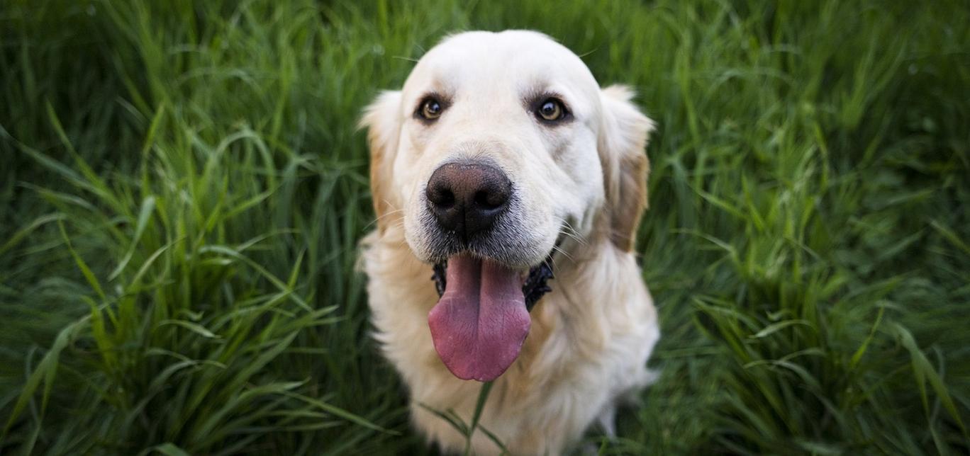 Come Lavare i Denti al Cane