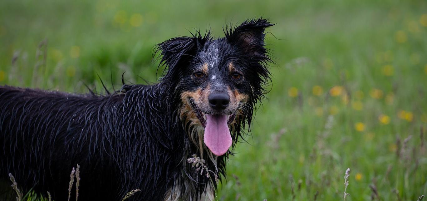 Come Togliere le Zecche al Cane: Guida Pratica