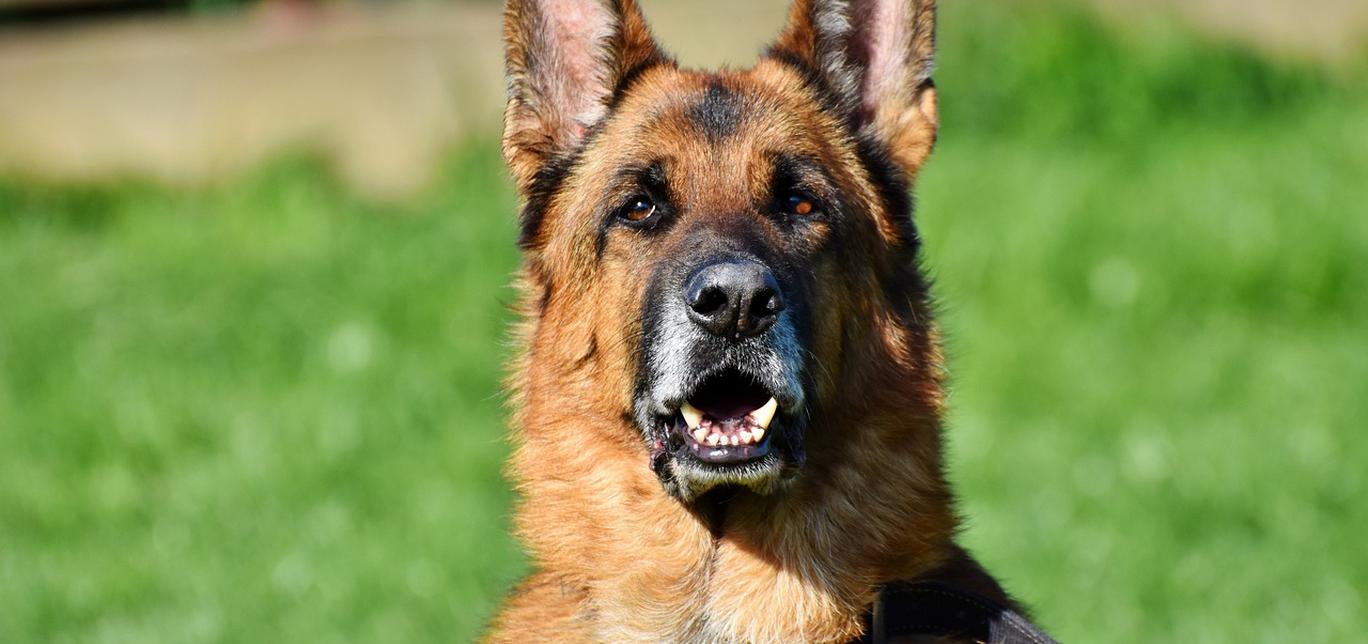 Igiene orale del cane: l’importanza dello spazzolino