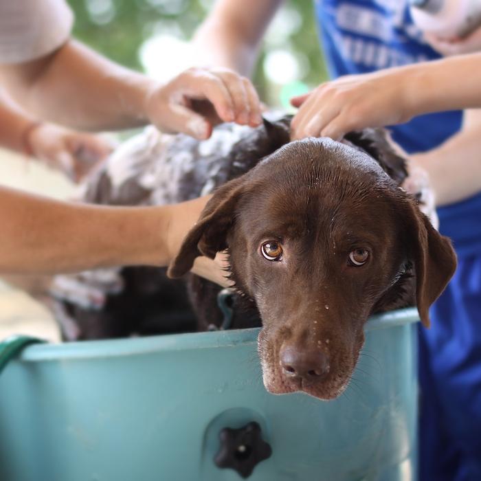 Ogni Quanto Lavare il Cane: Consigli Utili