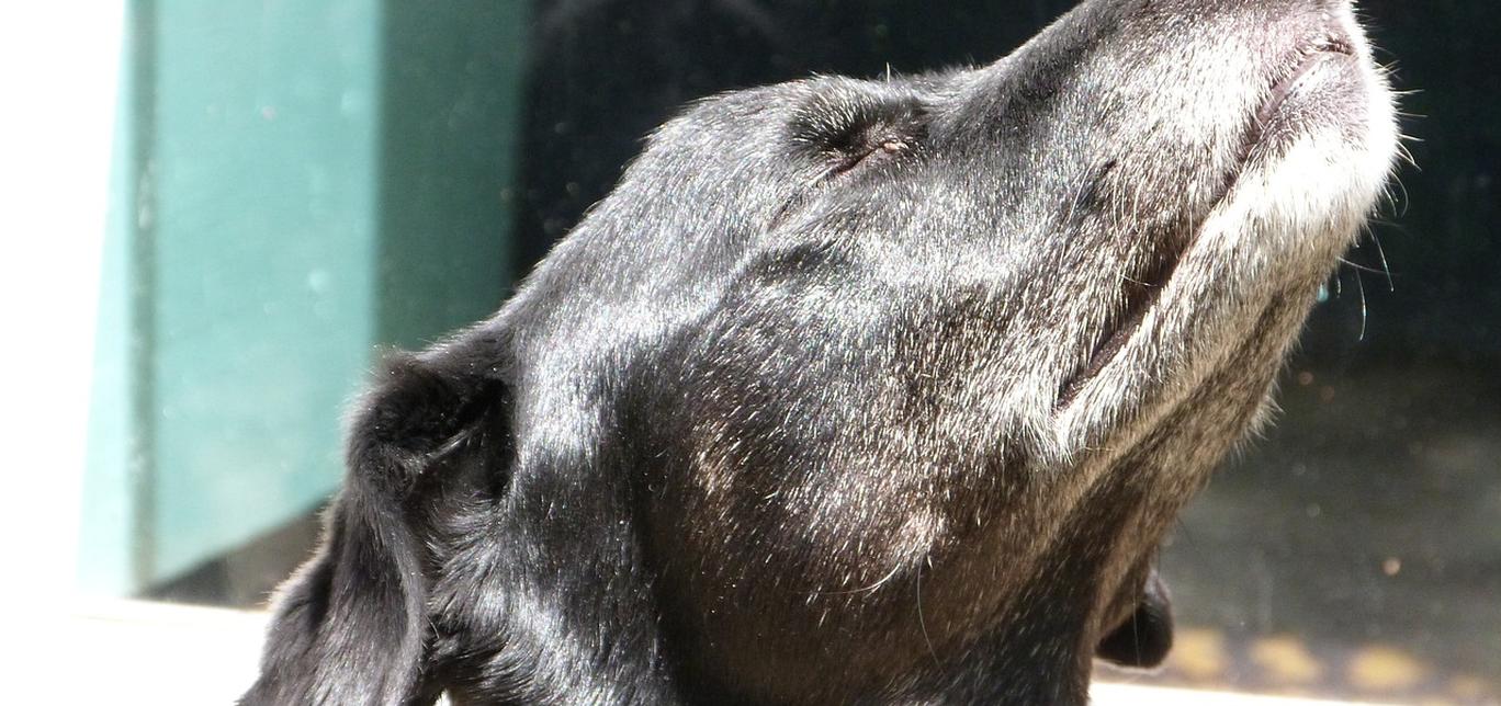 Scegliere lo shampoo giusto per il tuo cane