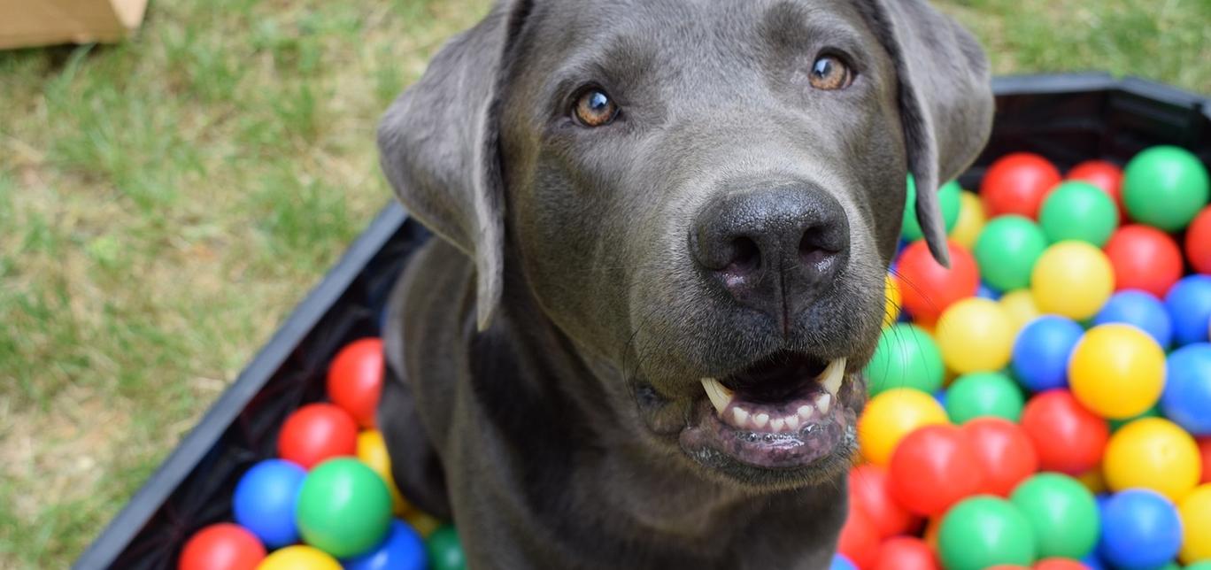 Spazzola per cani: scegliere la più adatta