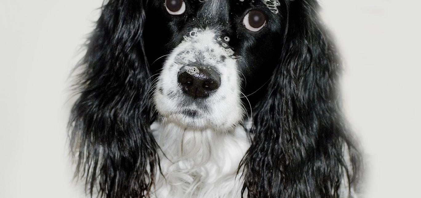 Calcoli Renali nei Cani: Una Guida Completa alla Nefrolitiasi