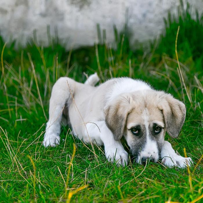 Cancro all'orecchio nei cani