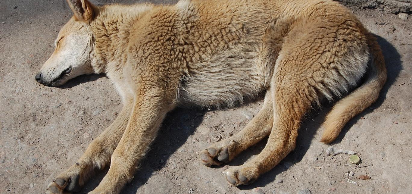 Che cos'è l'EPI nei cani?