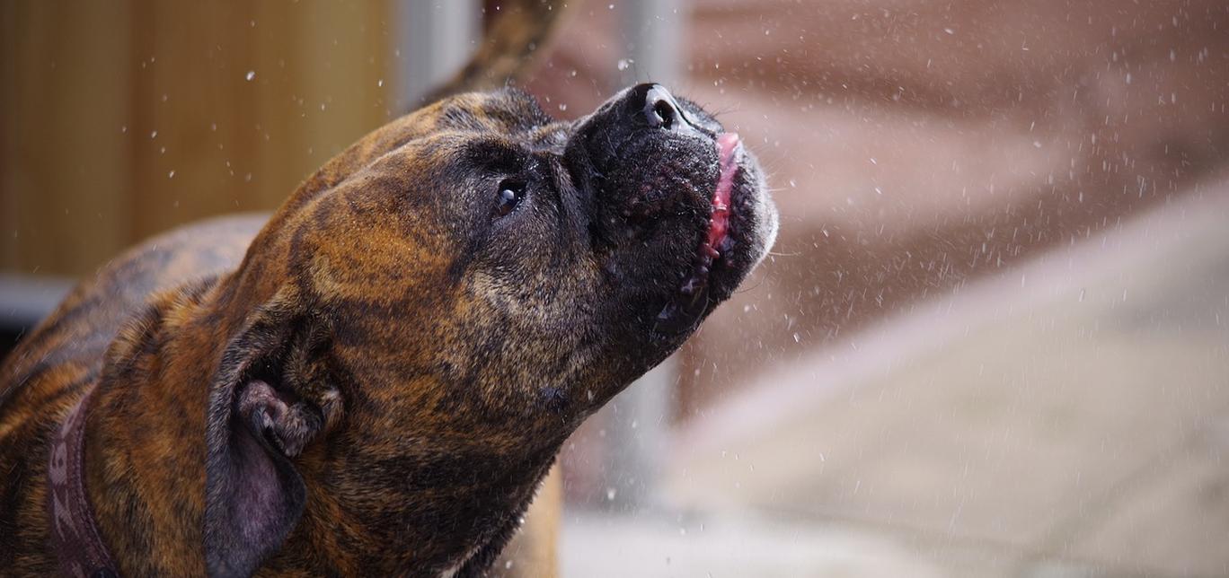 Condrosarcoma della Laringe e della Trachea nei Cani: Una Guida Completa