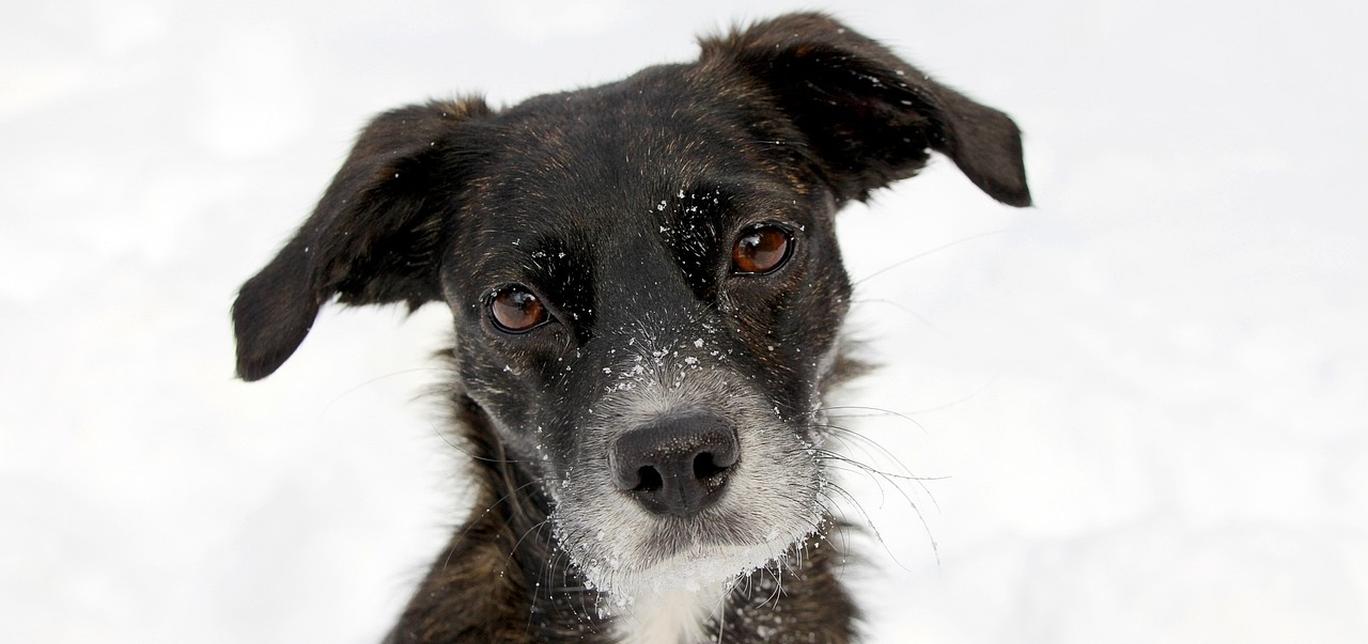 Cos'è il lupus nei cani?