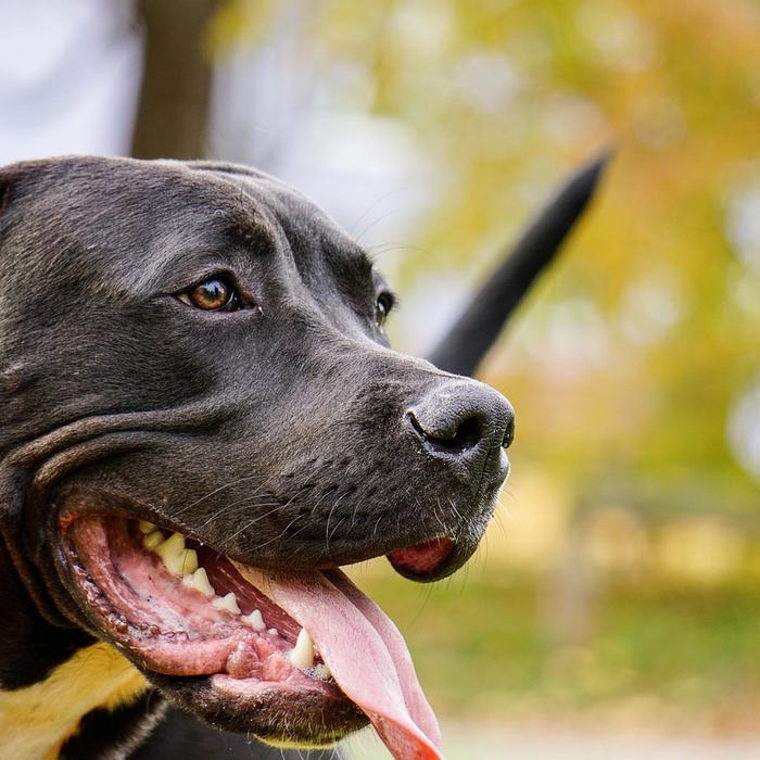 Cos'è il vomito cronico nei cani?