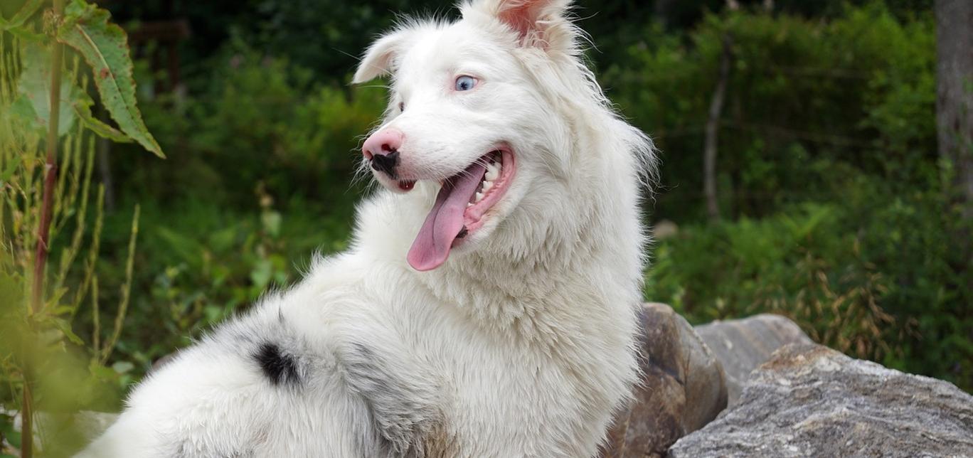 Cos'è l'anafilassi nei cani?