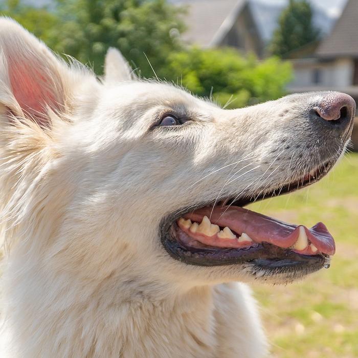 Cos'è l'epilessia nei cani?