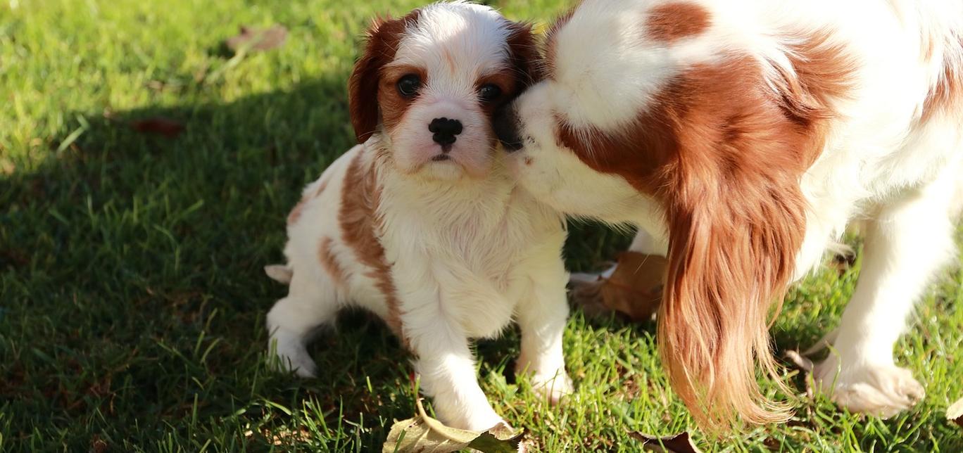 Deformità della crescita antibrachiale nei cani