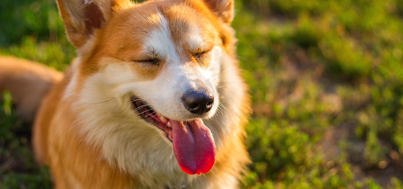 Ematomi e Sieromi nei Cani: Cosa Dovrebbero Sapere i Proprietari