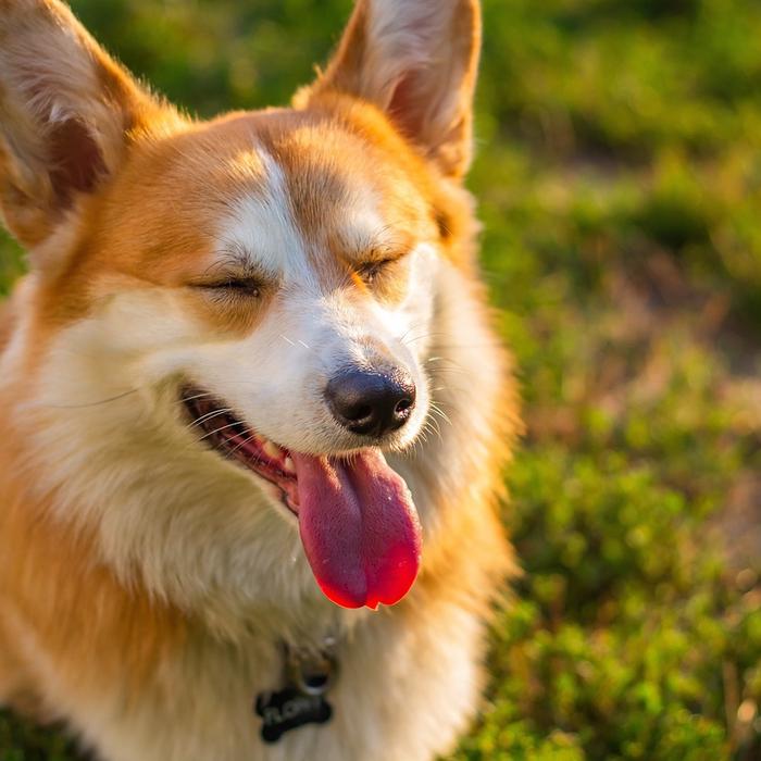 Ematomi e Sieromi nei Cani: Cosa Dovrebbero Sapere i Proprietari