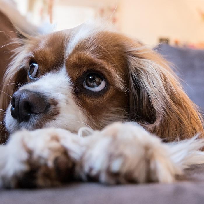 Frattura dentale traumatica nei cani